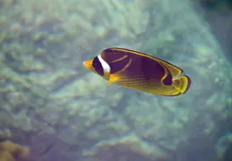 Tahiti Cruise 2013 0010