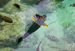 Tahiti Cruise 2013 0011