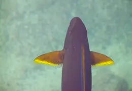 Tahiti Cruise 2013 0012