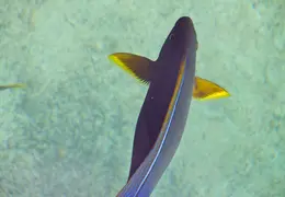 Tahiti Cruise 2013 0013