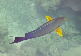 Tahiti Cruise 2013 0015