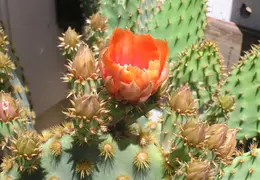 Cactus 001
