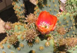 Cactus 005