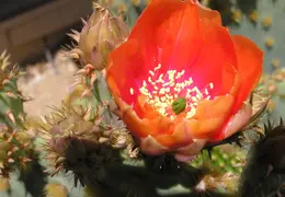 Cactus 007