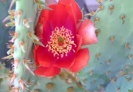 Cactus 008