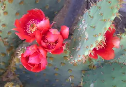 Cactus 012