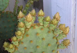 Cactus 017