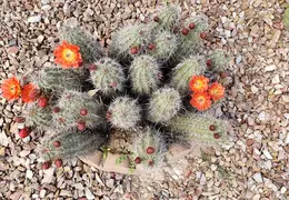 Cactus Flowers 20230412 01