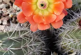 Cactus Flowers 20230412 02