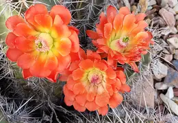 Cactus Flowers 20230412 03
