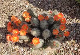 Cactus Flowers 20230412 05