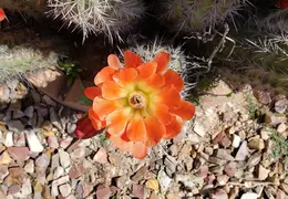 Cactus Flowers 20230412 06