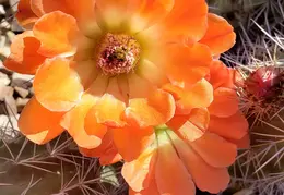 Cactus Flowers 20230412 07