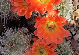 Cactus Flowers 20230412 08