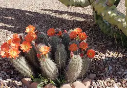 Cactus Flowers 20230412 09