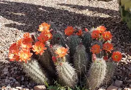 Cactus Flowers 20230412 10