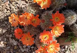 Cactus Flowers 20230412 11