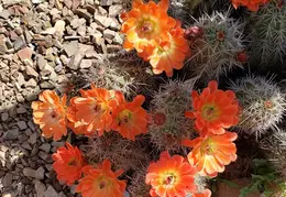 Cactus Flowers 20230412 12