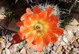 Cactus Flowers 20230412 13