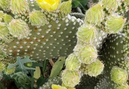 Cactus Flowers 20230412 14