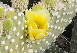 Cactus Flowers 20230412 15