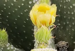 Cactus Flowers 20230412 16
