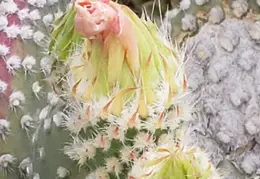 Cactus Flowers 20230412 17