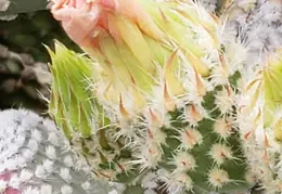 Cactus Flowers 20230412 18