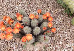 Cactus Flowers 20230412 19