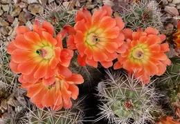 Cactus Flowers 20230412 20