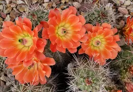 Cactus Flowers 20230412 21