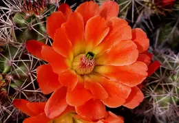 Cactus Flowers 20230412 22