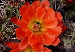 Cactus Flowers 20230412 23