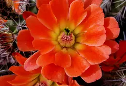 Cactus Flowers 20230412 24