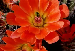 Cactus Flowers 20230412 25