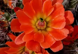 Cactus Flowers 20230412 26