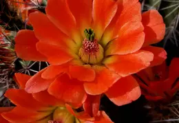 Cactus Flowers 20230412 27