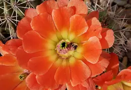 Cactus Flowers 20230412 28