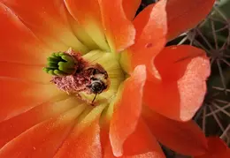 Cactus Flowers 20230412 30