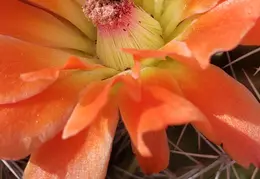 Cactus Flowers 20230412 31