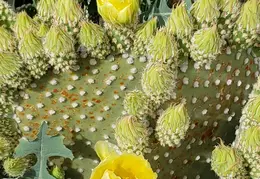 Cactus Flowers 20230412 32