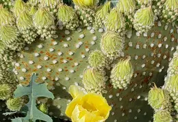 Cactus Flowers 20230412 33