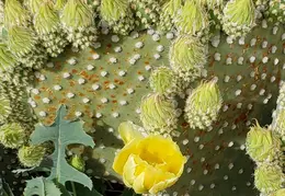 Cactus Flowers 20230412 34