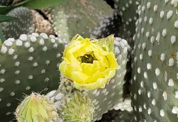 Cactus Flowers 20230412 35