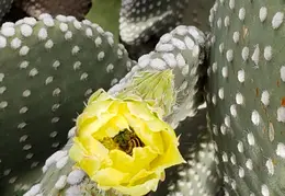 Cactus Flowers 20230412 36