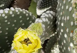 Cactus Flowers 20230412 37