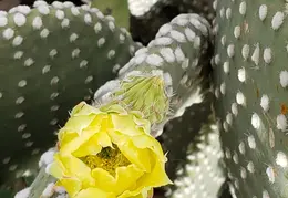 Cactus Flowers 20230412 38