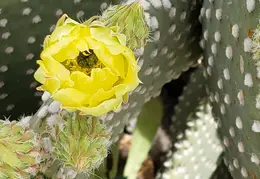 Cactus Flowers 20230412 39