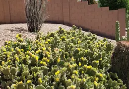 Cactus Flowers 20230420 01
