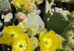 Cactus Flowers 20230420 02